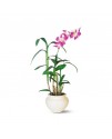 Dendrobium Orchid